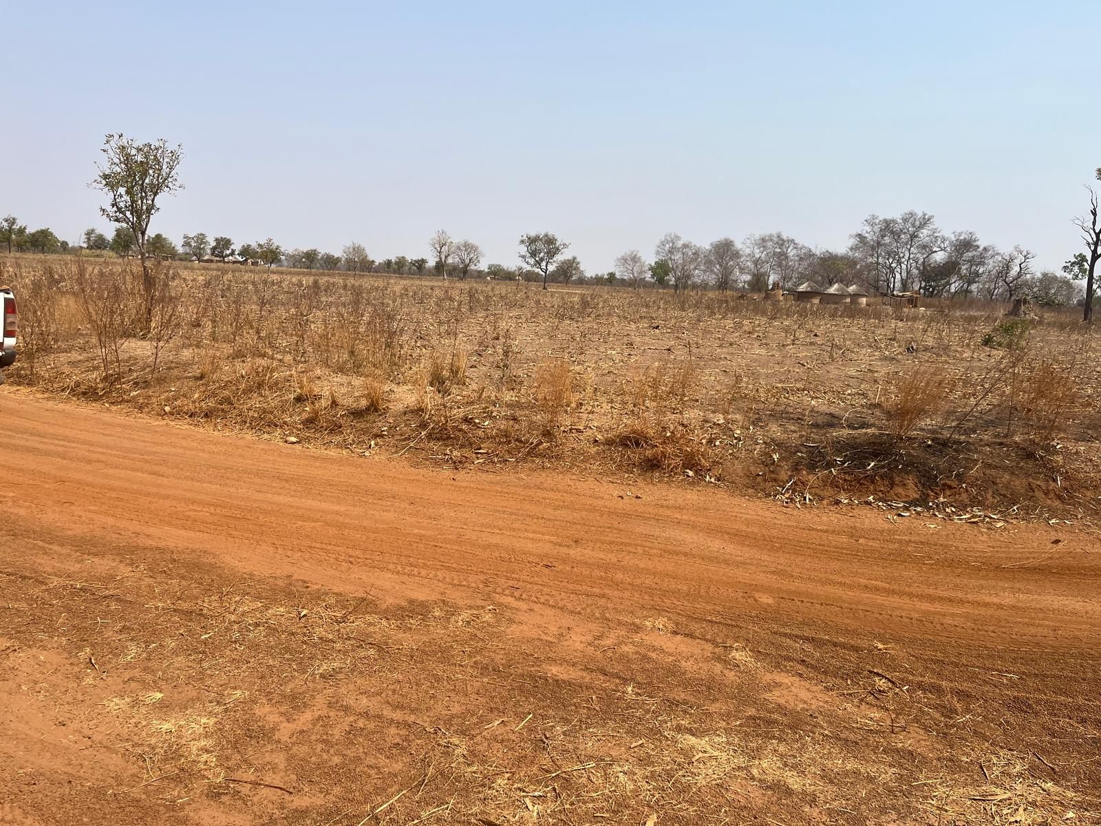 Road construction through vegetation